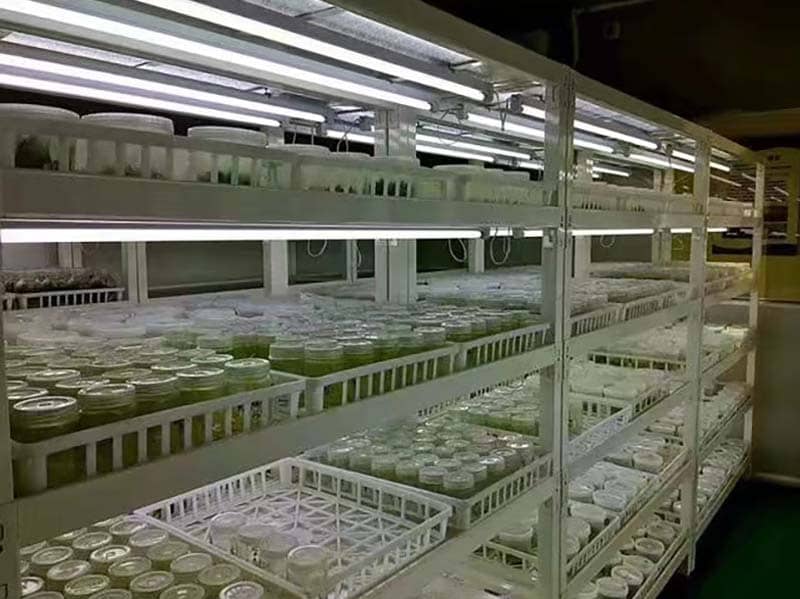 培養架、黄瓜下载APP最新版官方下载架、光照培養架